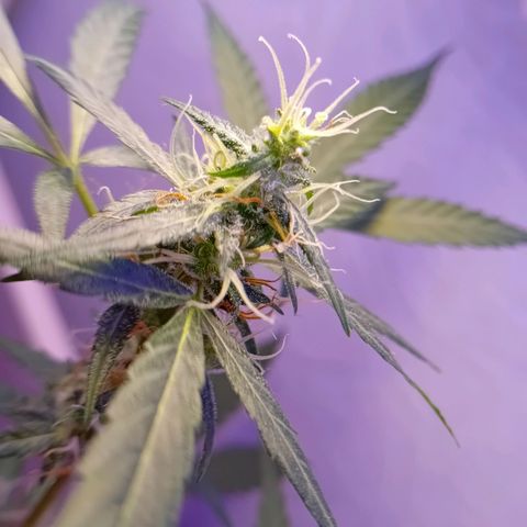 Auto Skunk growlog photo: Preflower
