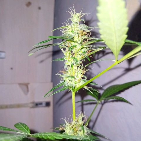 Auto Skunk growlog photo: +36
