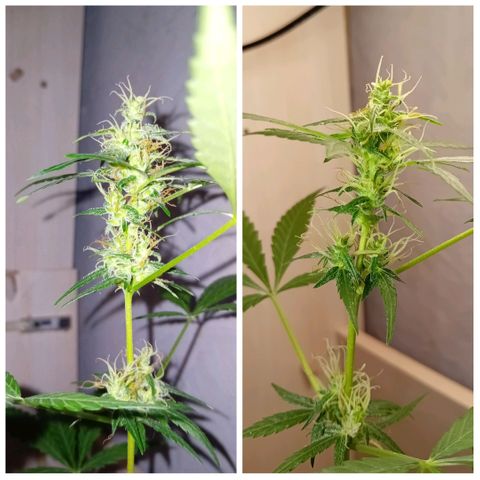 Auto Skunk growlog photo: 1 sa fl
