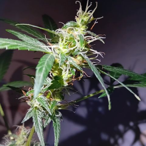 Auto Skunk growlog photo: After filament banana