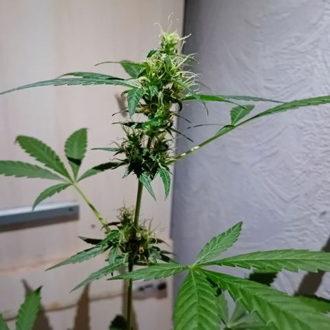 Auto Skunk growlog photo: Flash & not flash 