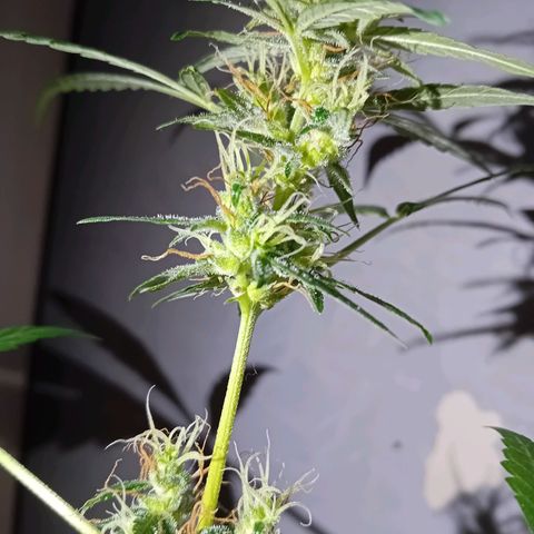 Auto Skunk growlog photo: Flash & not flash 