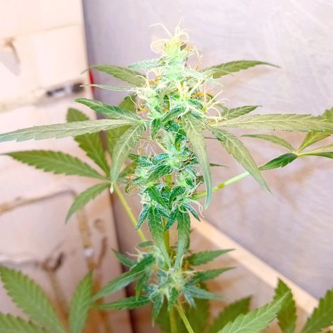 Auto Skunk growlog photo: Problem ?