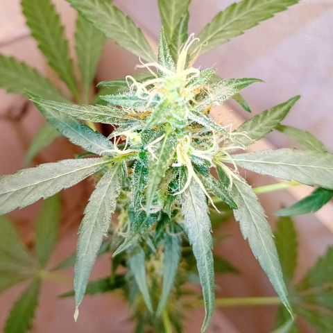 Auto Skunk growlog photo: Problem ?