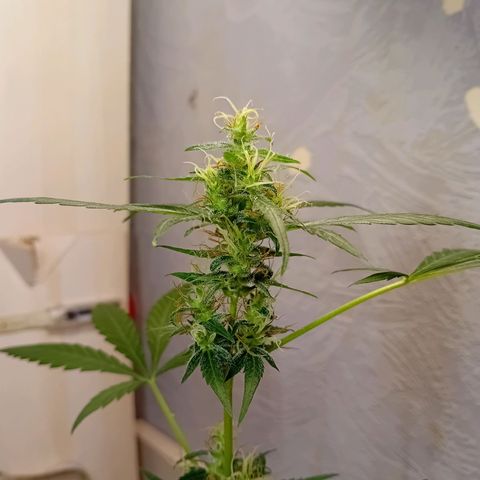 Auto Skunk growlog photo: Problem ?