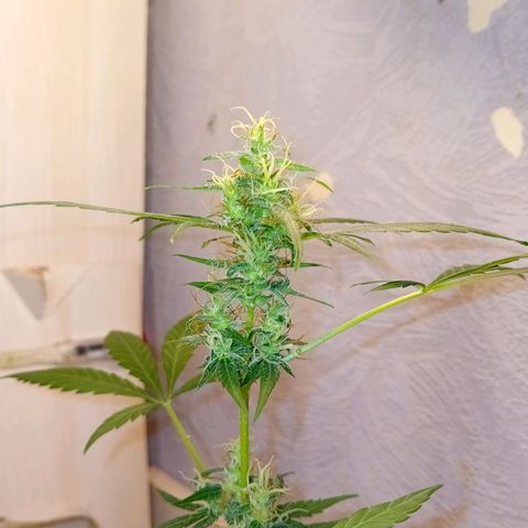 Auto Skunk growlog photo: Problem ?