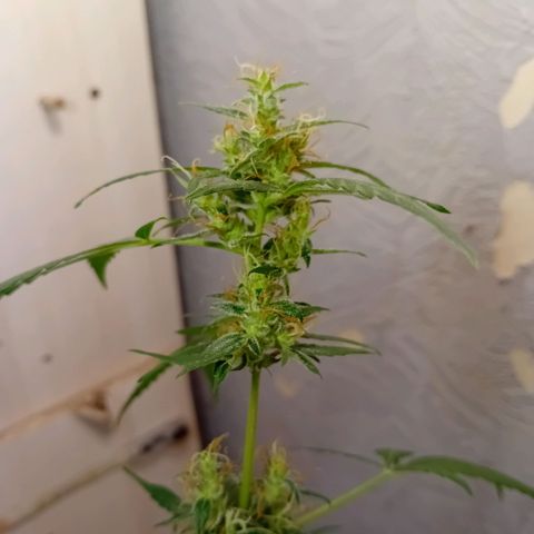 Auto Skunk growlog photo: Cleanwasser