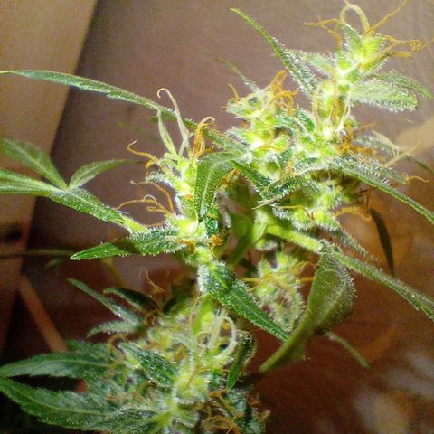 Auto Skunk growlog photo: Cleanwasser
