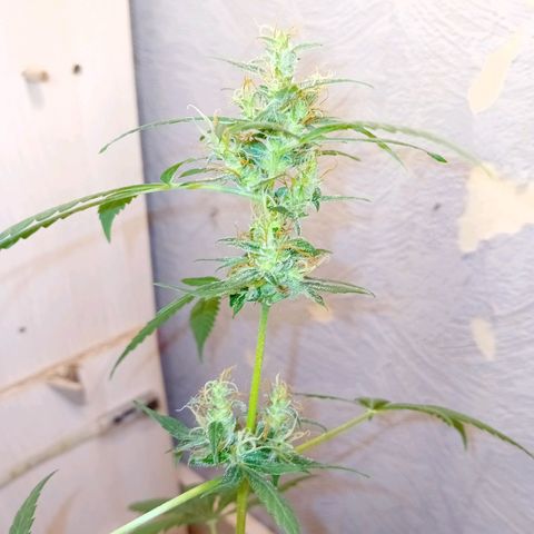 Auto Skunk growlog photo: Cleanwasser