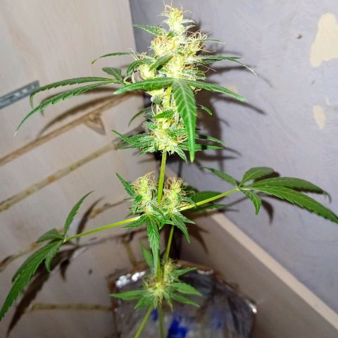 Auto Skunk growlog photo: One bud ... deception me.