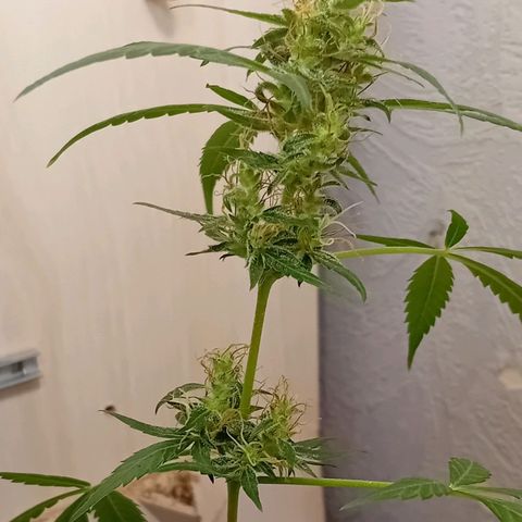 Auto Skunk growlog photo: Diamond 💎