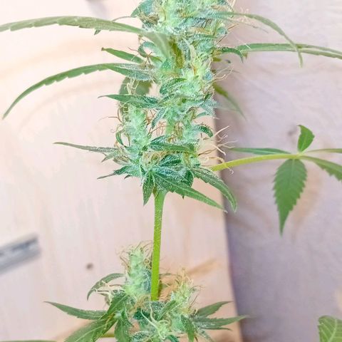 Auto Skunk growlog photo: Diamond 💎