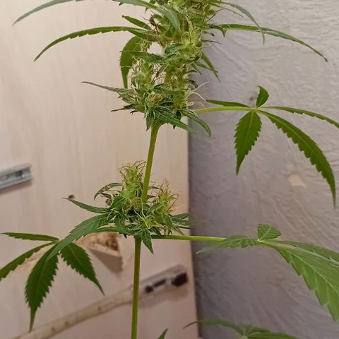 Auto Skunk growlog photo: Diamond 💎