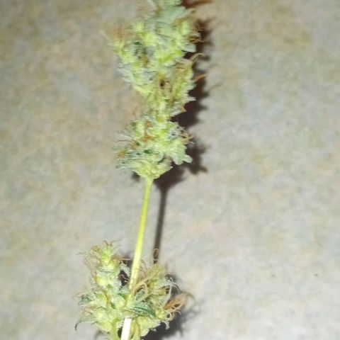 Auto Skunk growlog photo: Dead...