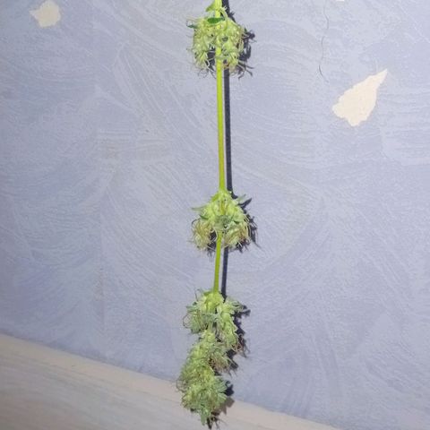 Auto Skunk growlog photo: Dead...