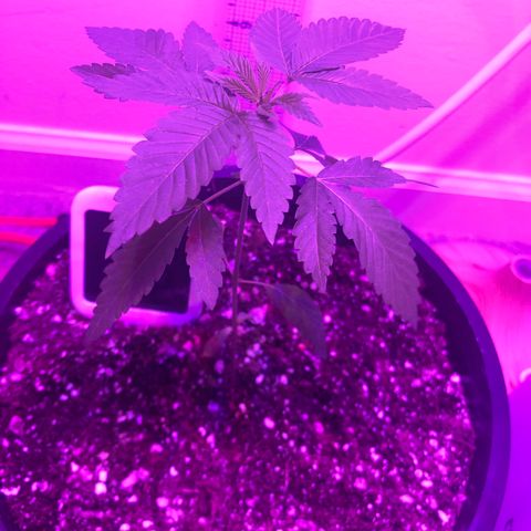 SFV OG  growlog timeline photo