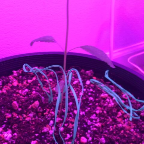 SFV OG  growlog timeline photo