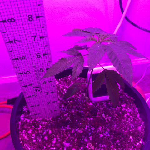SFV OG  growlog timeline photo