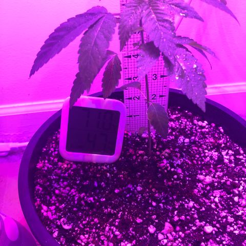 SFV OG  growlog timeline photo