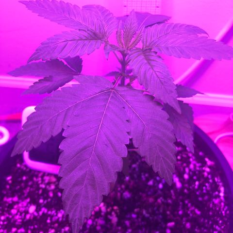 SFV OG  growlog timeline photo