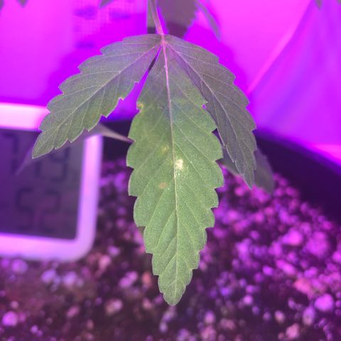 SFV OG  growlog photo: Spotting in bottom leaf