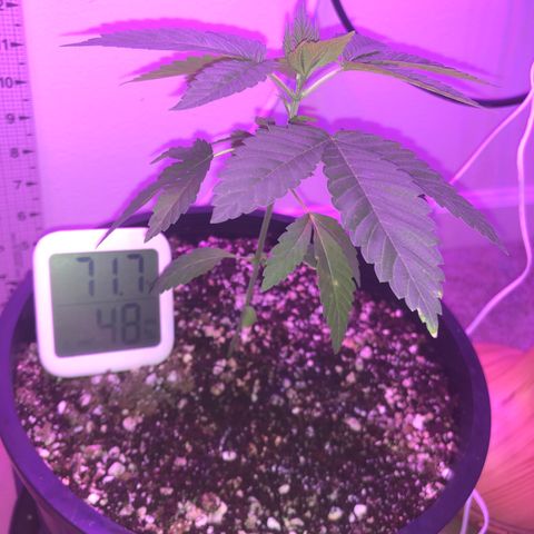 SFV OG  growlog timeline photo