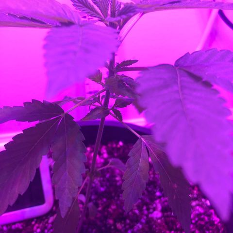 SFV OG  growlog timeline photo