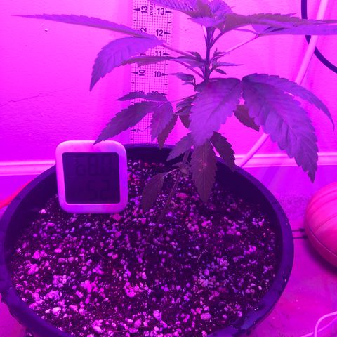 SFV OG  growlog timeline photo