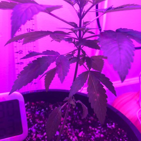 SFV OG  growlog timeline photo