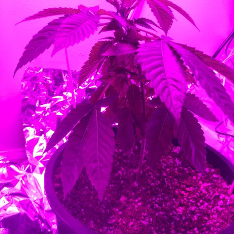 SFV OG  growlog timeline photo