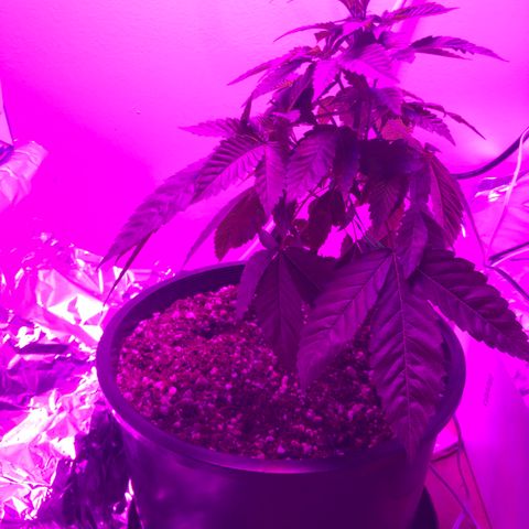 SFV OG  growlog timeline photo