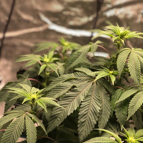 SFV OG  growlog timeline photo