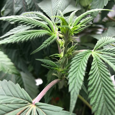SFV OG  growlog timeline photo