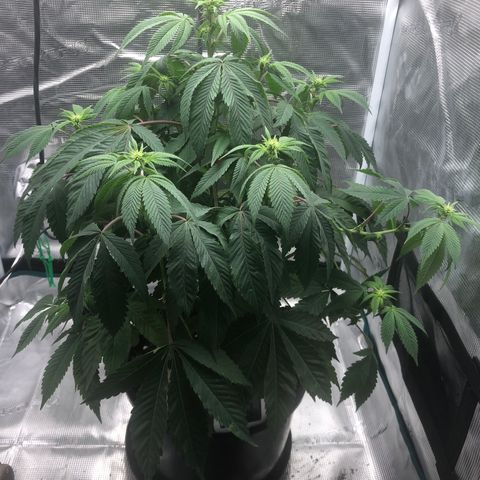 SFV OG  growlog timeline photo
