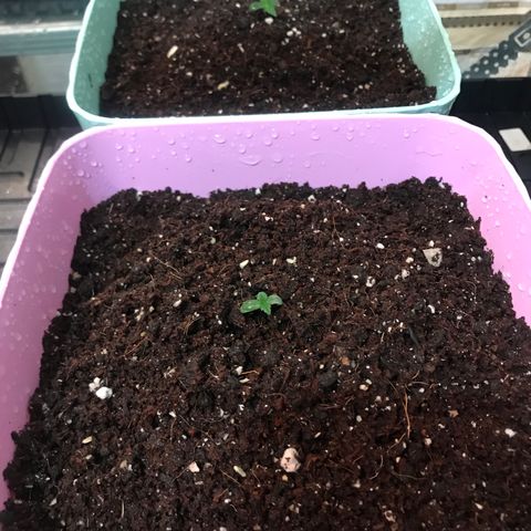 Auto Blueberry growlog timeline photo