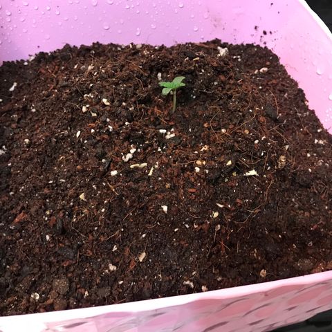 Auto Blueberry growlog photo: Пересадку перелили вполне достойно