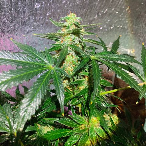 Auto Blueberry growlog timeline photo