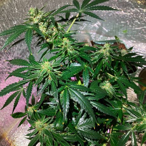 Auto Blueberry growlog timeline photo