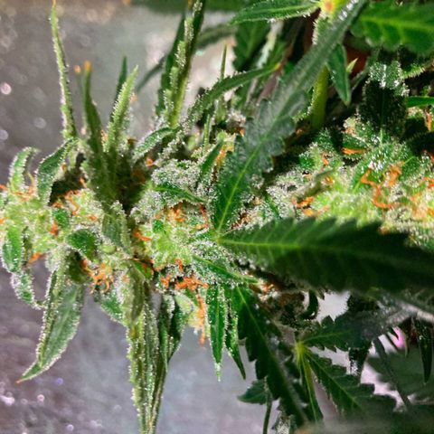 Auto Blueberry growlog timeline photo