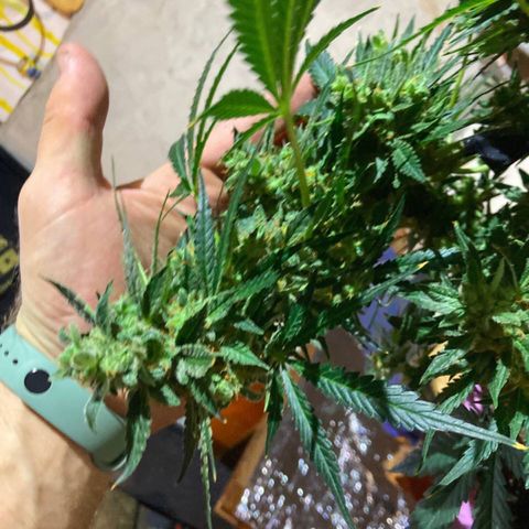 Auto Blueberry growlog photo: Цветение