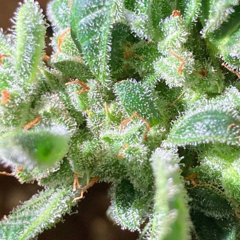 Auto Blueberry growlog photo: Месяц цвета