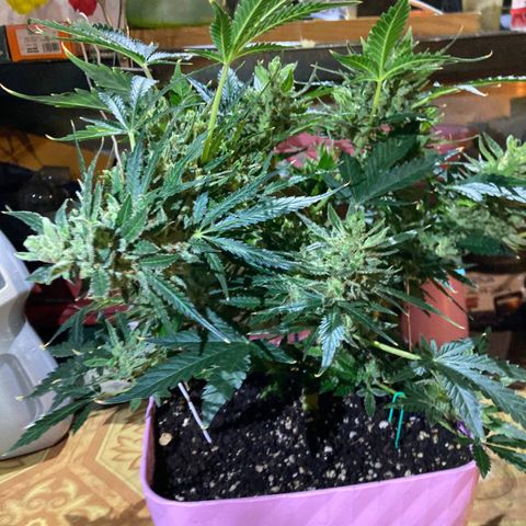 Auto Blueberry growlog photo: Месяц цвета