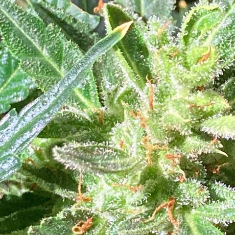 Auto Blueberry growlog photo: Месяц цвета