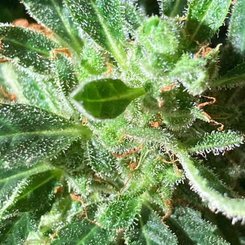 Auto Blueberry growlog photo: Месяц цвета