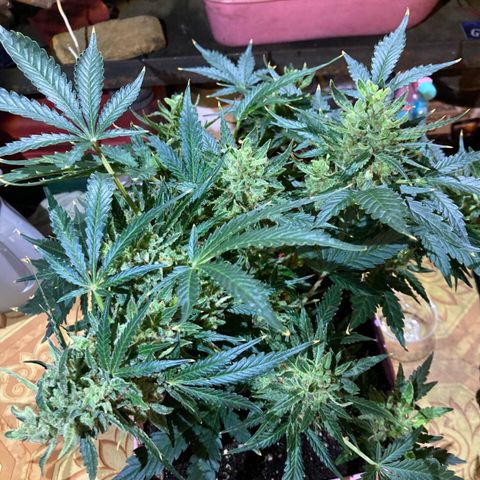 Auto Blueberry growlog photo: Месяц цвета