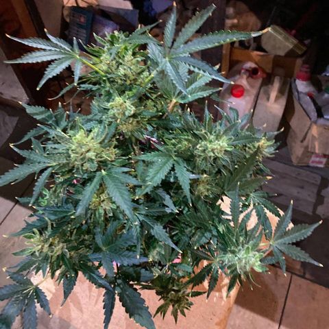 Auto Blueberry growlog photo: Растиха в полном цвете. Темно-зеленые листья переизбыток азота. Но приборами не обладаем!
