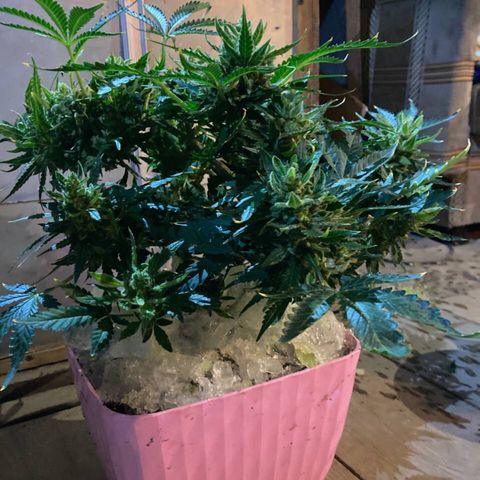Auto Blueberry growlog photo: Вот и подошёл к концу жизненный цикл малышки блюбери. Ночь и харв!