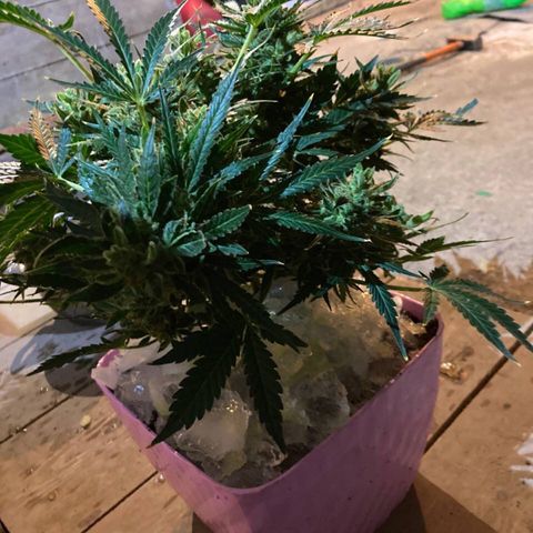 Auto Blueberry growlog photo: Вот и подошёл к концу жизненный цикл малышки блюбери. Ночь и харв!