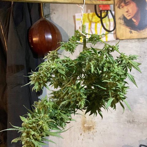 Auto Blueberry growlog photo: Малышка отправилась в сушку. Самая большая голова 16см