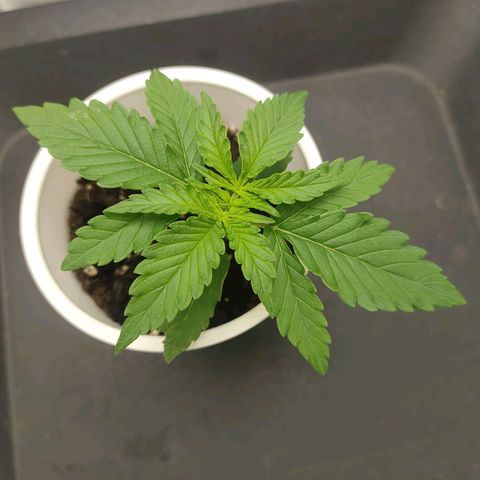 Gelato 41 fast growlog timeline photo